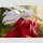 FURYU TENITOL InuYasha