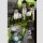 BLOOD LAD Extreme Bd. 5