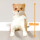 Fuchiyasumi Shiba Inu TF