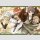EXQUISITE BLOOD The Heretic Onmyoji vol. 1