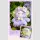YAYAs Garden Baby Series Plush TF