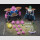 Dragon Ball Z S.H. Figuarts Actionfigur Dodoria & Zarbon Bardock the Father of Goku 16 cm