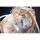 Chobits PVC Statue 1/6 Chi Deluxe Edition 23 cm