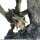 CAPCOM FIGURE BUILDER CREATORS MODEL Monster Hunter RATHIAN Ver. 2.0 | カプコンフィギュアビルダー クリエイターズモデル モンスターハンター 雌火竜 リオレイア Ver.2.0