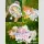 CROSSING SPRING BIG Blind Box