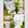 CROSSING SPRING BIG Blind Box