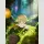 MORI NO HONOAKARI Blind Box