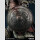 Elden Ring PVC Figur 1/6 Raging Wolf 33 cm