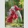 FURYU TRIO-TRY-IT STATUE InuYasha Ver. 2