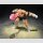 Dragon Ball Z S.H.Figuarts Actionfigur Recoome 20 cm