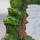 STUDIO GHIBLI スタジオジブリ Mein Nachbar Totoro ★ My Neighbor Totoro ～Diorama-Fotorahmen～