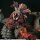 Monster Hunter Capcom Figure Builder Creators Model PVC Figur Teostra (re-run) 31 cm  ★★★Jeeg Best Price 10.12.2027★★★